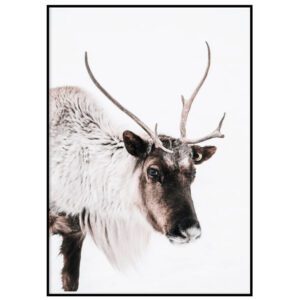 Valgel taustal põder