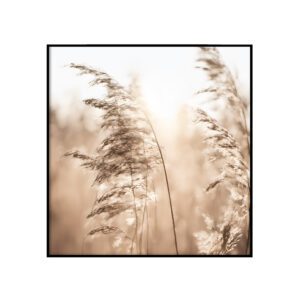 Loojangus
  kõrkjad - ruut