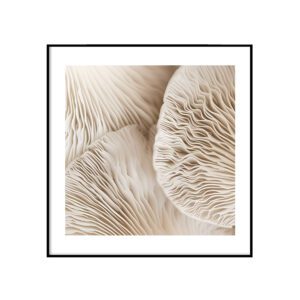 Seenelised
  II - ruut