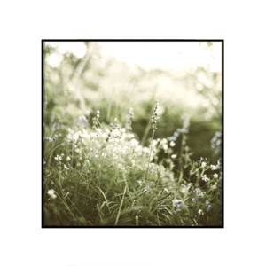 Metsarada
  III - ruut