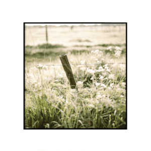 Metsarada
  I - ruut