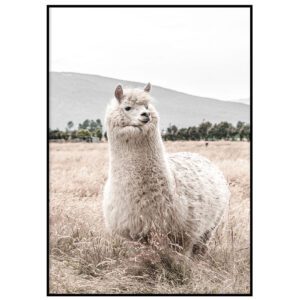 Alpaka II