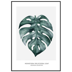 Monstera III