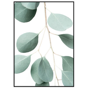 Heleroheline eukalüpt