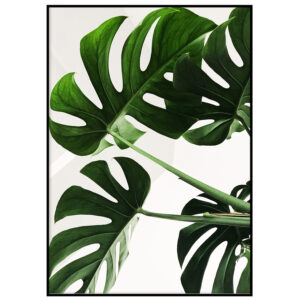 Monstera